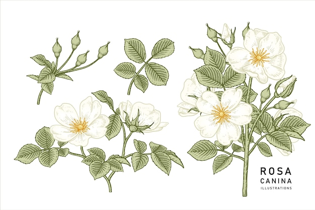Vintage White Dog rose (Rosa canina) disegni di fiori.