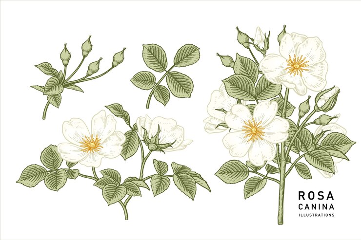 Vintage White Dog rose (Rosa canina) disegni di fiori.