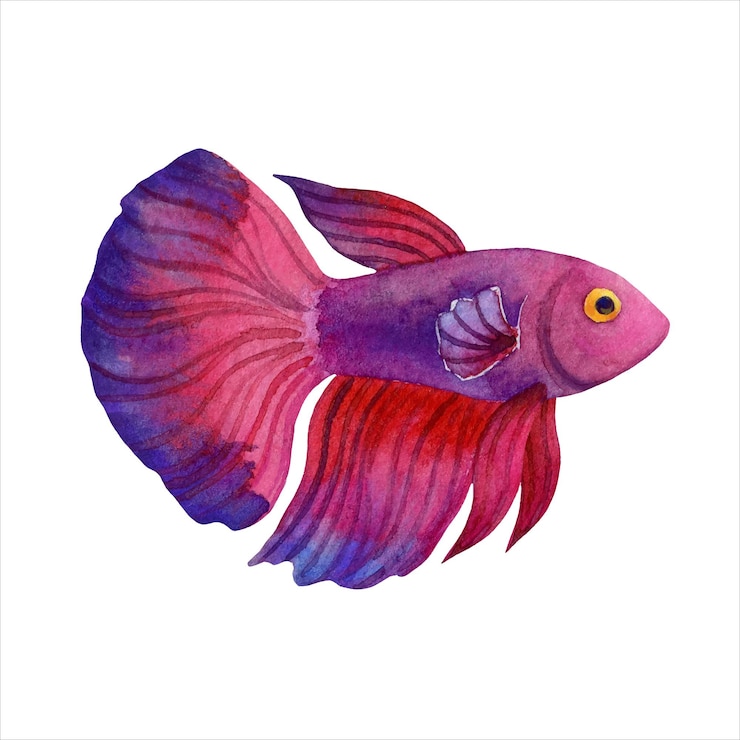 Vettore viola betta pesce dipinto a mano acquerello illustrazione vettoriale isolato su sfondo bianco