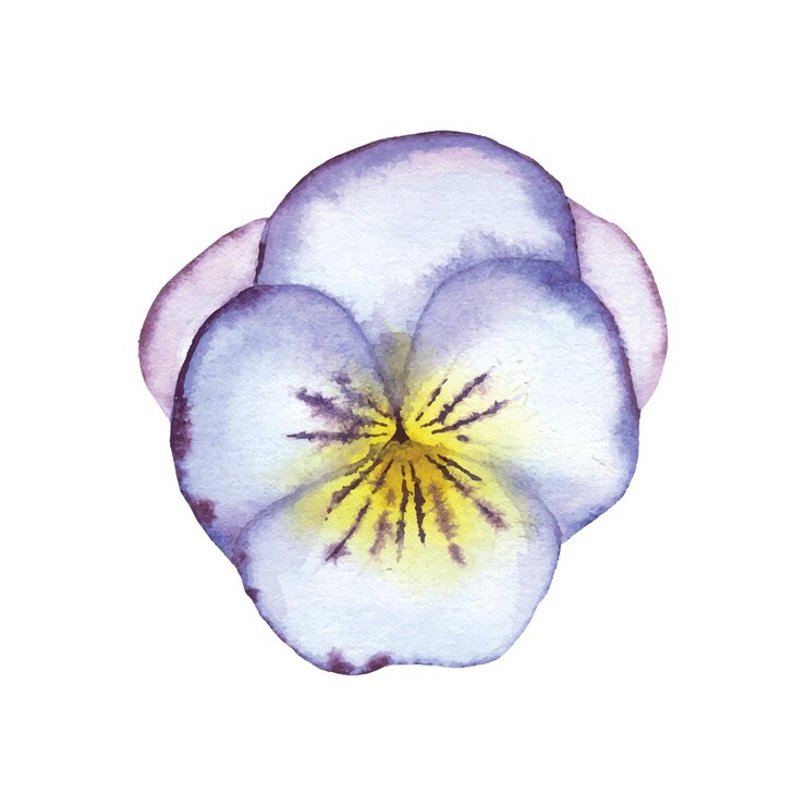 Vettore viola viola fiore prato petalo pianta