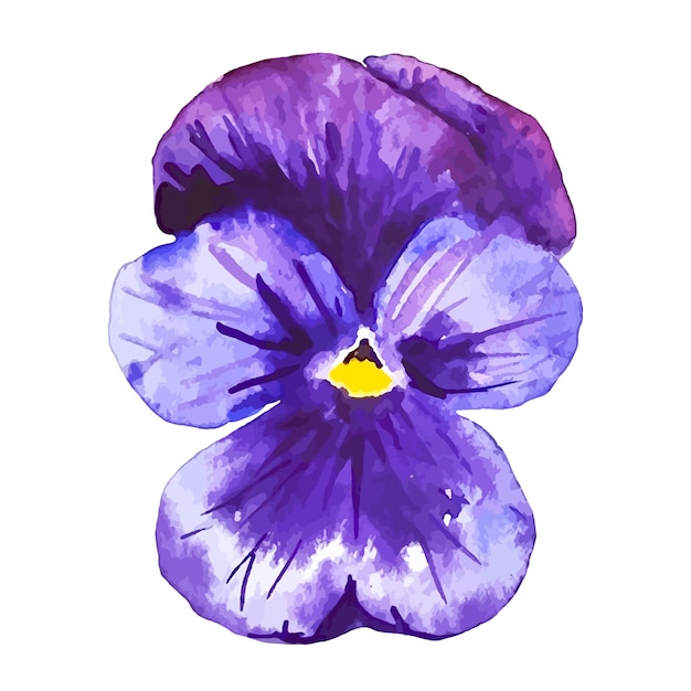 Violet pansy fiore fiore primavera natura acquerello clipart isolato