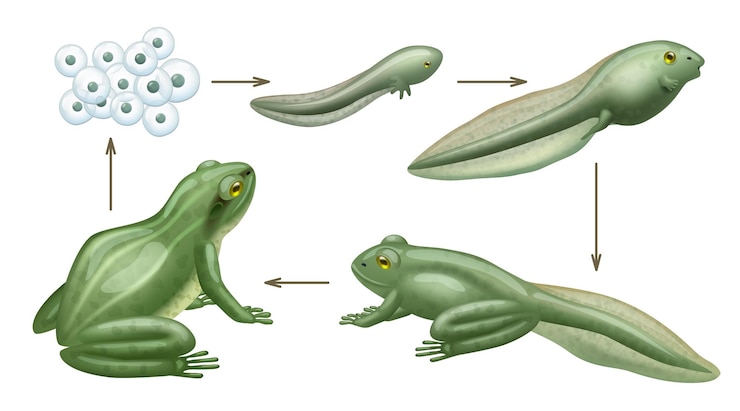 Vettore vita del ciclo delle rane acqua animali crescita evoluzione di anfibi selvatici girini vettore decente concetto di biologia realistica immagini infografiche