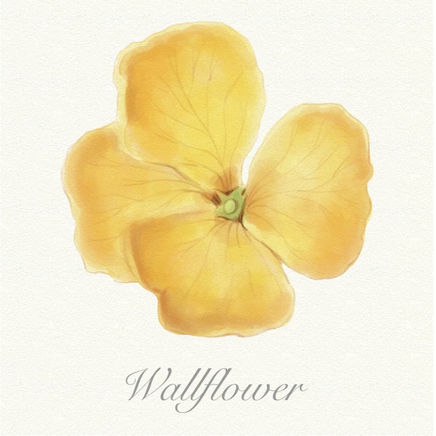 Wallflower giallo dell&#39;acquerello isolato