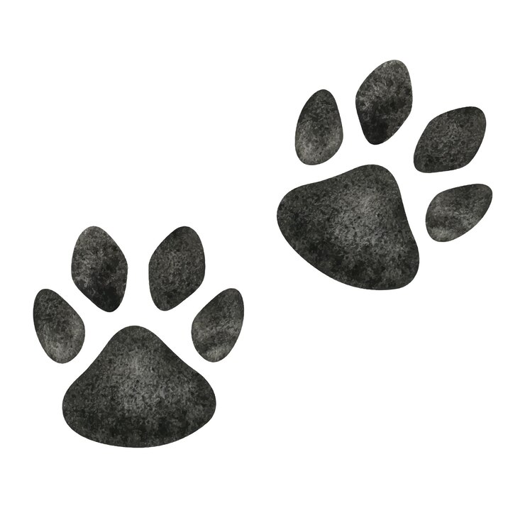 Zampa di cane o gatto Illustrazione acquerello disegnata a mano Simpatiche impronte di animali