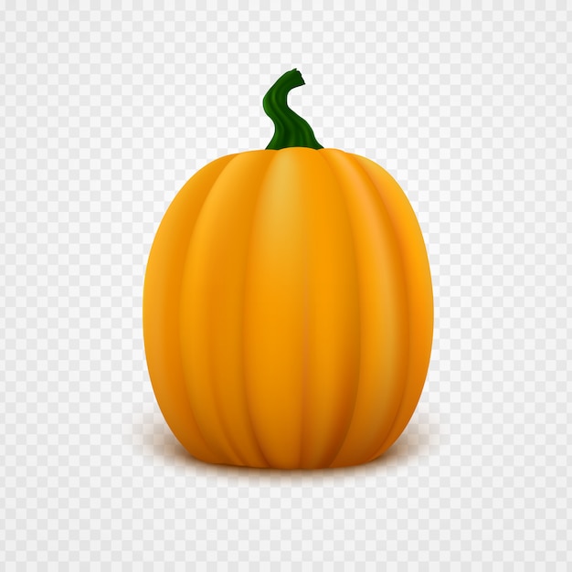 Zucca arancia fresca. Illustrazione vettoriale