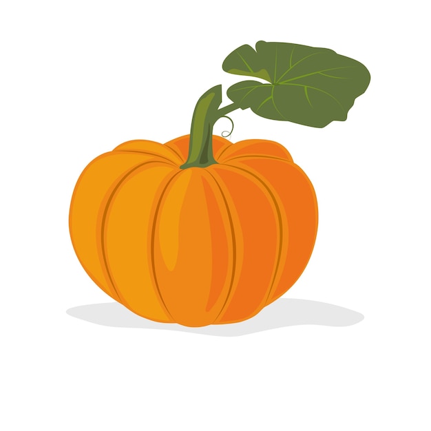 Zucca arancia matura fresca su sfondo bianco