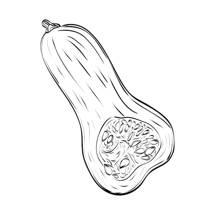 Vettore zucca. illustrazione vettoriale di verdure. cibo. elementi per il design decorativo autunnale.