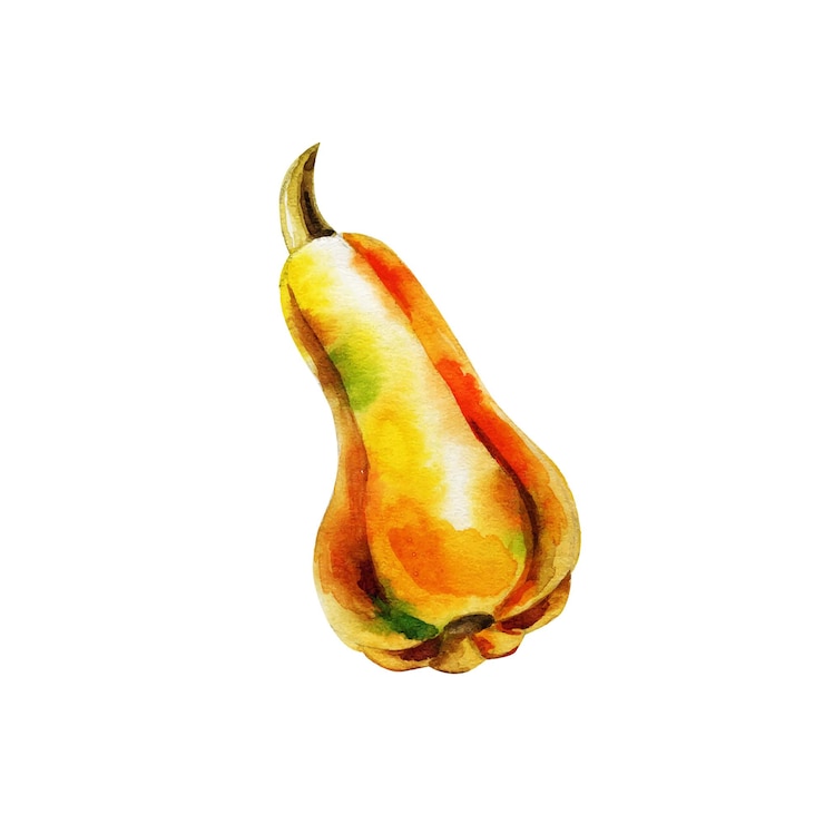 Vettore zucca isolata su sfondo bianco. acquerello. per la progettazione di tessuti, carte da parati, cartoline