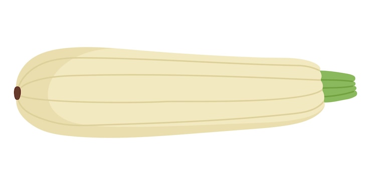 Vettore zucchini fresche disegnate a mano su sfondo bianco