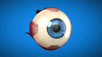 Gratis foto 3d-anatomisch model van een oog