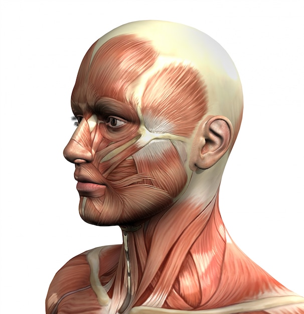3D-figuur met close-up van het gezicht met spier-kaart