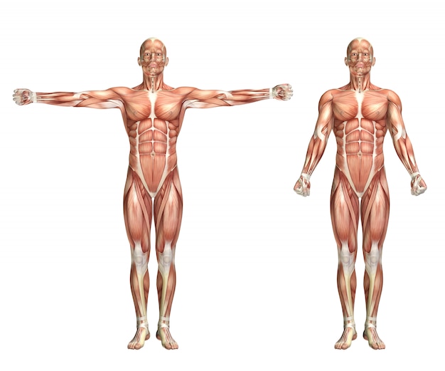 3D mannelijk medisch cijfer dat schoudercaption toont