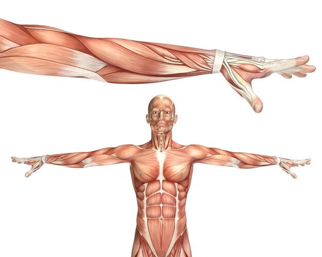 3D medisch figuur dat elleboog pronatie toont