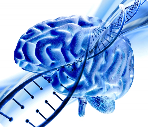 Gratis foto 3d medische achtergrond met dna-streng en menselijk brein