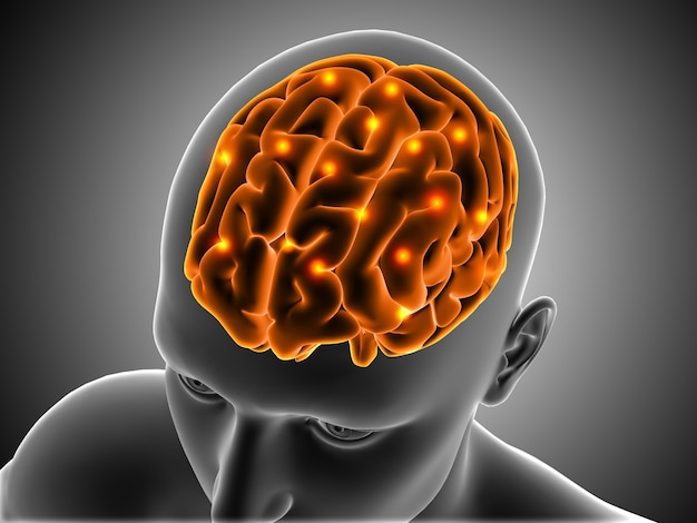 3D medische achtergrond met mannelijke figuur met hersenen gemarkeerd