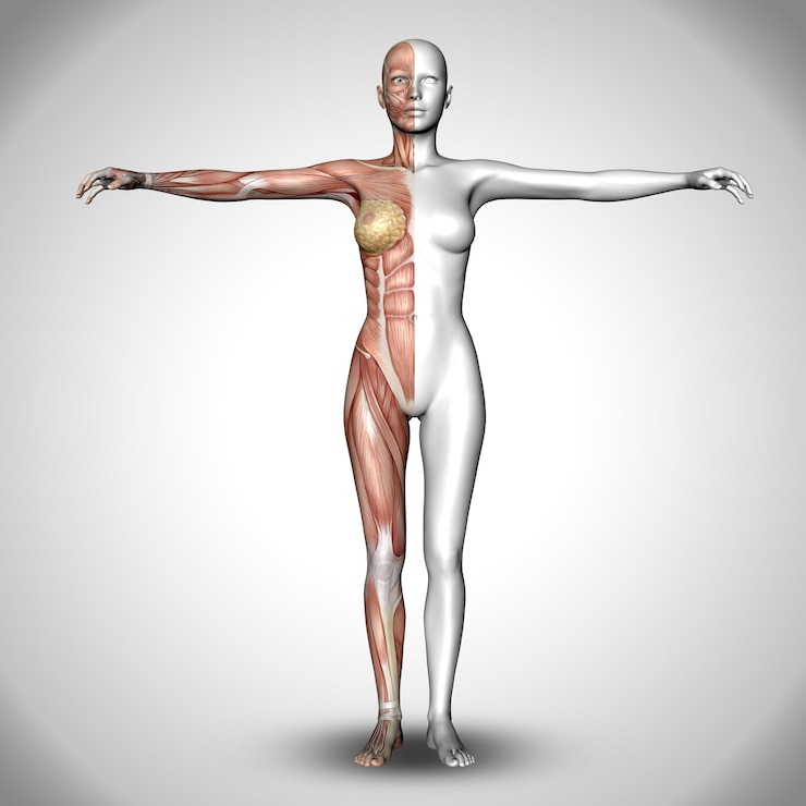 Gratis Foto 3d medische vrouwelijke figuur met de helft van het lichaam met spierkaart