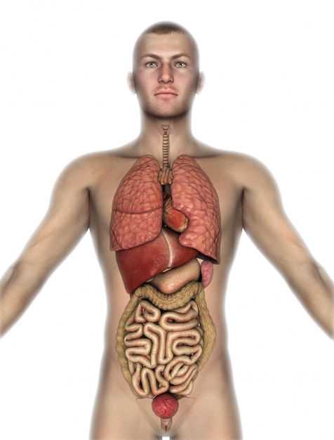 Gratis foto 3d render van een mannelijke figuur met interne organen bloot