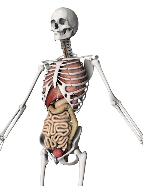 3D render van een skelet met interne organen