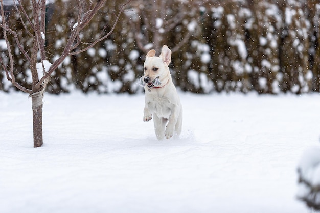 8 maanden oude labrador puppy dartelt in vers gevallen sneeuw tijdens de sprong vlogen de oren omhoog
