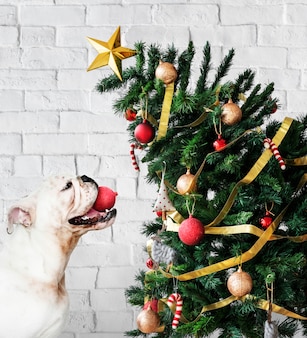 Aanbiddelijk buldogpuppy die zich naast een kerstboom bevinden