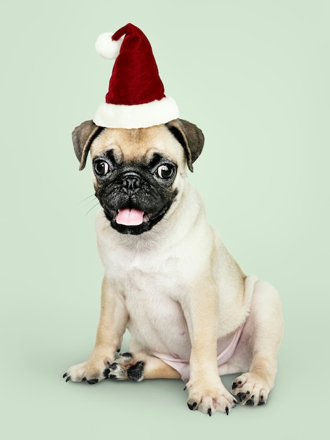 Aanbiddelijk Pug puppy die een Kerstmishoed dragen