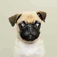 Gratis foto aanbiddelijk pug puppy solo portret
