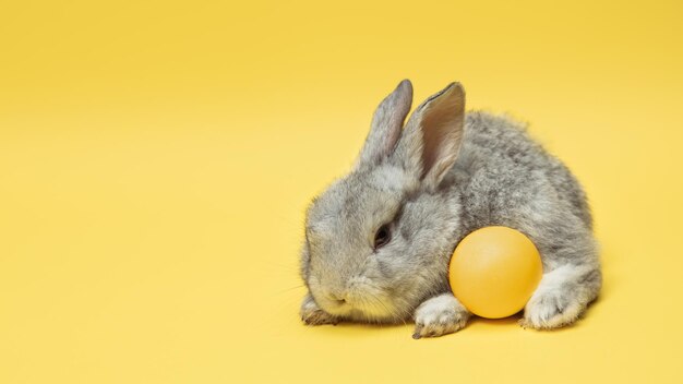 Aanbiddelijke paashaas die op gele studiomuur wordt geïsoleerd