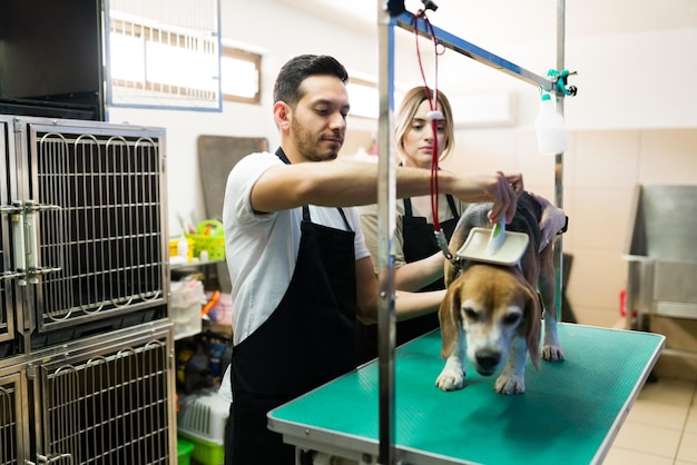 Aantrekkelijke jonge man en vrouw die bezig zijn met het borstelen van de vacht van een mooie beagle-hond in de dierensalon. Kaukasische en Latijnse arbeiders die een schattige hond verzorgen