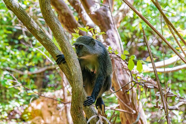 Aap op een boom in het bos, Zanzibar, Tanzania.