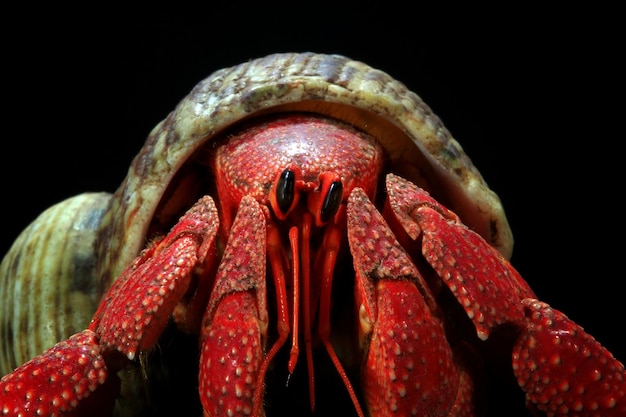 Aardbei heremietkreeften met zwarte achtergrond coenobita perlatus dier close-up