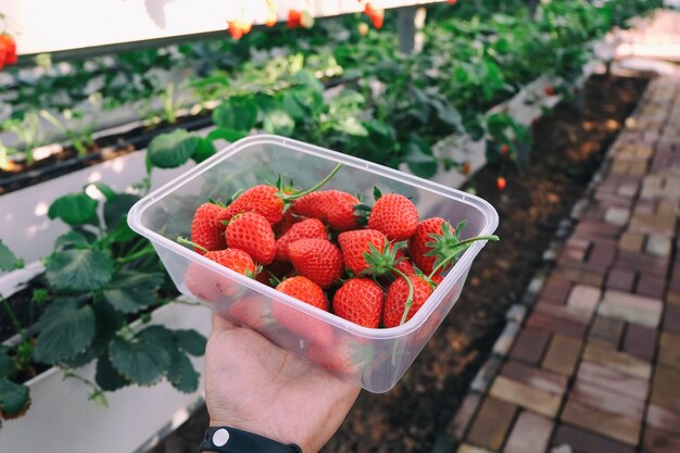 Aardbeien plukken