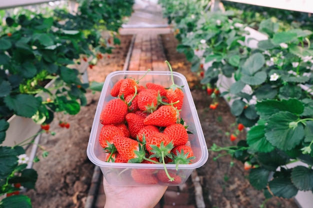 Gratis foto aardbeien plukken