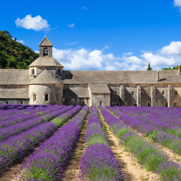 Gratis foto abdij van senanque en bloeiende rijen lavendelbloemen. frankrijk.