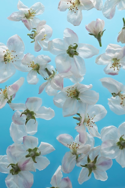 Gratis foto abrikozenbloesem bloem in de lucht