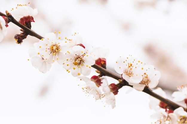 Abrikozenboom die met witte bloemen bloeien