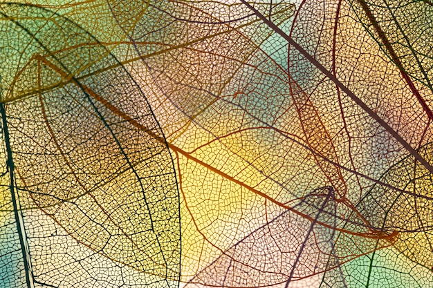 Gratis foto abstract gekleurde herfstbladeren
