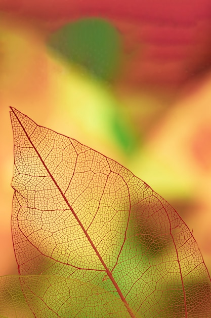 Abstracte bladaderen met geel