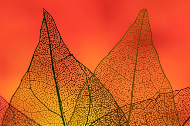 Gratis foto abstracte bladeren met rode achtergrondverlichting
