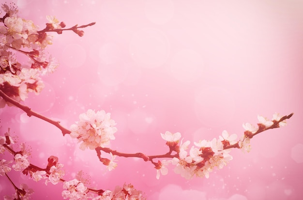 Abstracte seizoensgebonden lente bloemen achtergrond. bloeiende takken met abrikoos witte bloemen. voor pasen-wenskaarten met kopieerruimte