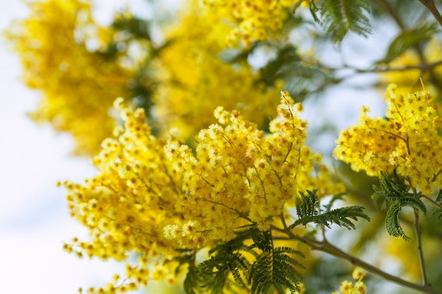 Acacia dealbata in het voorjaar