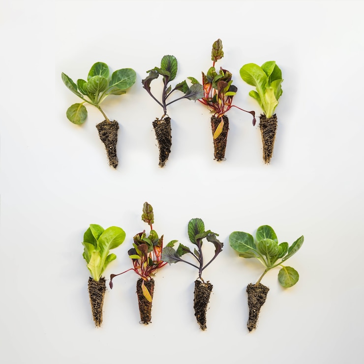 Gratis Foto acht planten