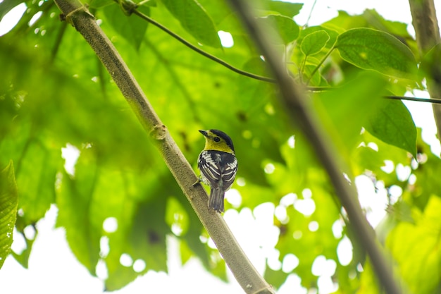 Gratis foto achterdiemening van zangvogel op boomtak wordt neergestreken in regenwoud