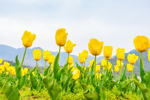 Achtergrond levendige kleur romantische kleurrijke