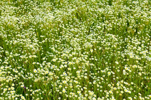 Achtergrond van daisy meadow