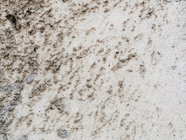 Achtergrond van de textuur van de cementmuur met korstmos
