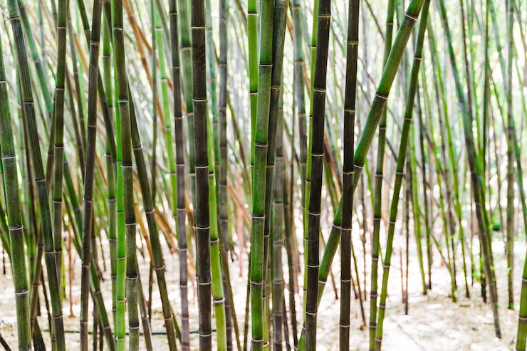 Gratis Foto achtergrond van groen bamboebosje
