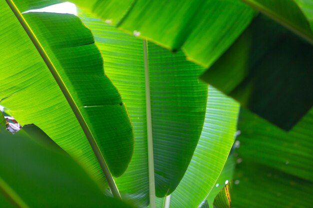Achtergrond van groene banaanbladeren, bos.