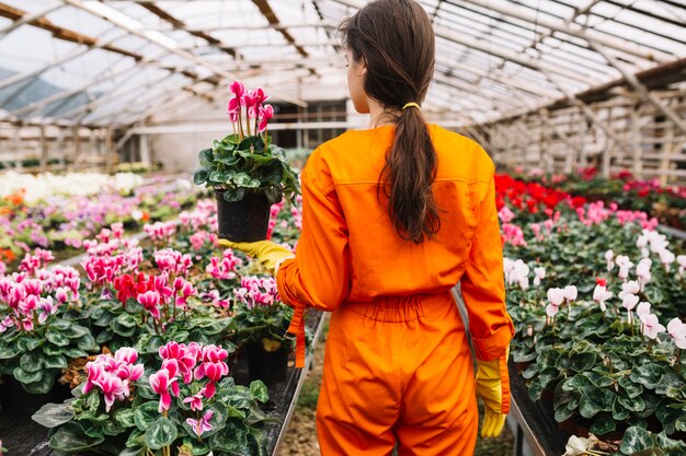 Achtermening van een vrouwelijke tuinman die roze bloempot in serre houden