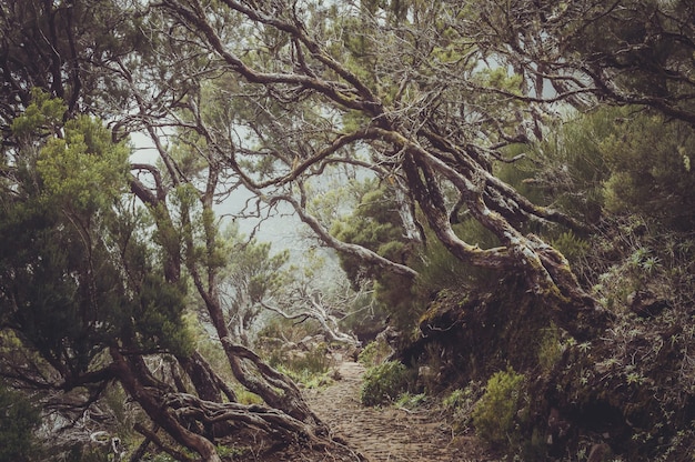 Gratis foto adembenemend uitzicht op de prachtige bomen rond een pad vastgelegd in madeira, portugal