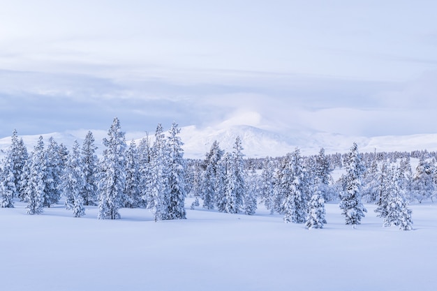 Adembenemend uitzicht op een bos bedekt met sneeuw tijdens zonsondergang in Noorwegen